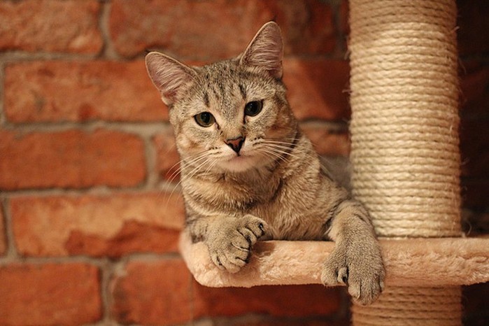 bestcats08 (700x466, 81Kb)