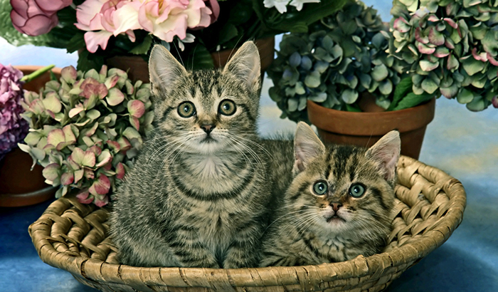 Cats_Kittens_Two_Glance_463369_1024x600 (700x410, 387Kb)
