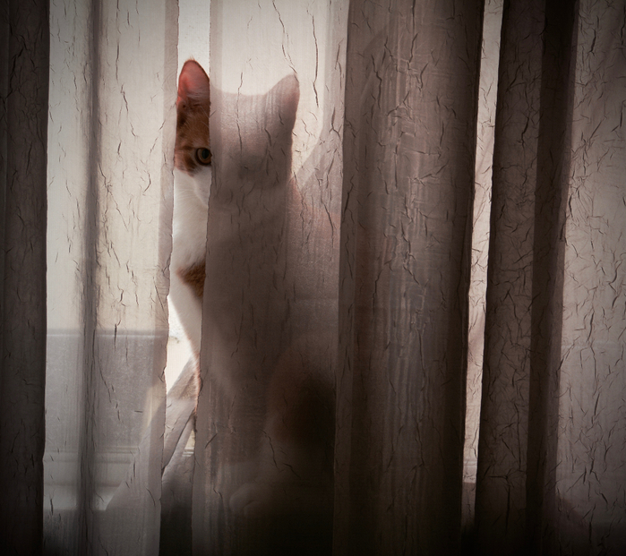 eyes-eye-pet-cat-look-between-curtains-window-sitting-kitten-young-peer-cute-Nikon-nikkor-d7100-indoor-cats-animal-1023137 (700x621, 434Kb)