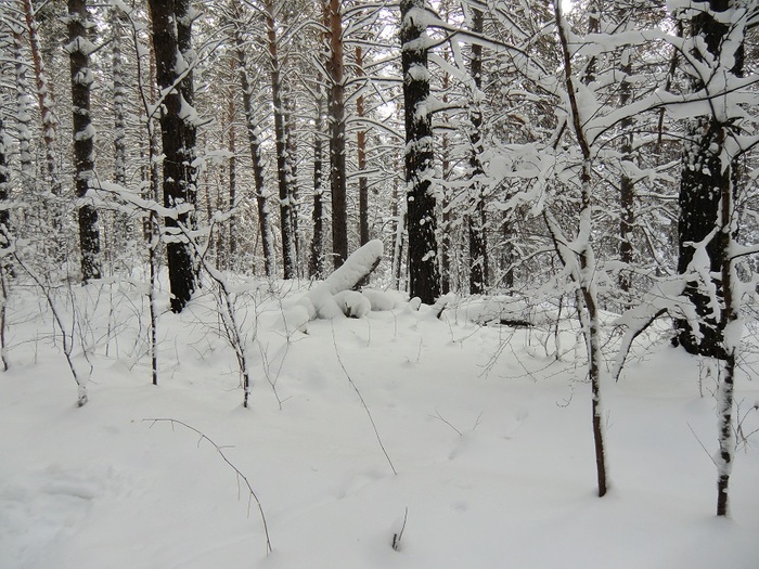 4533467_CIMG0047 (700x525, 172Kb)