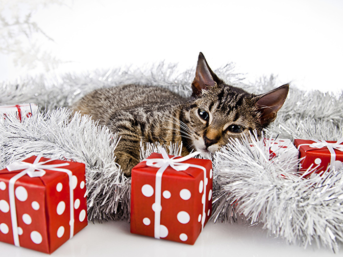 Christmas_Cats_Gifts_511155_800x600 (700x525, 418Kb)