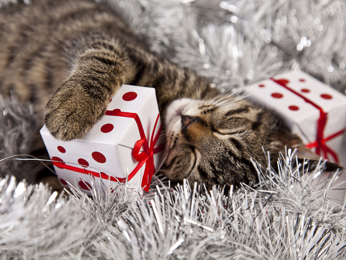 Cats_Christmas_Gifts_Sleep_Cube_511968_1600x1200 (700x525, 483Kb)