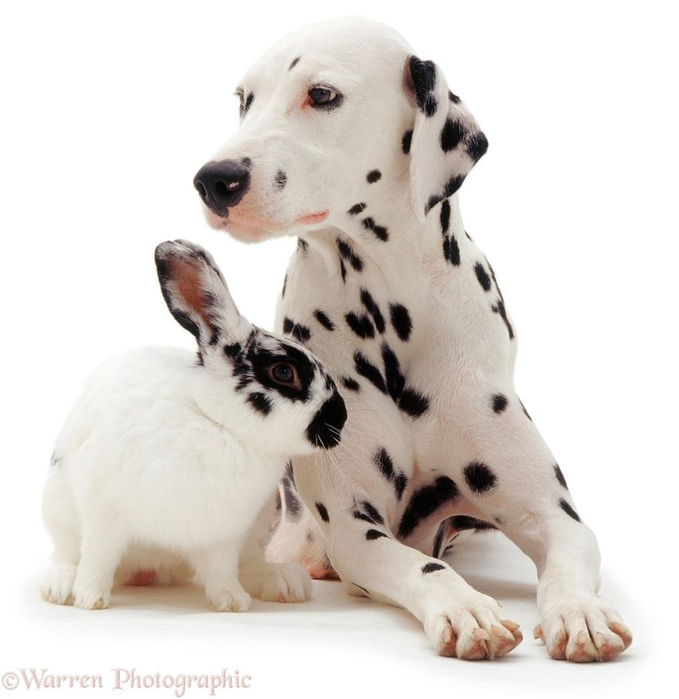 cute-matching-pets-warren-photographic-3-57e934ee6caec__880 (679x700, 232Kb)