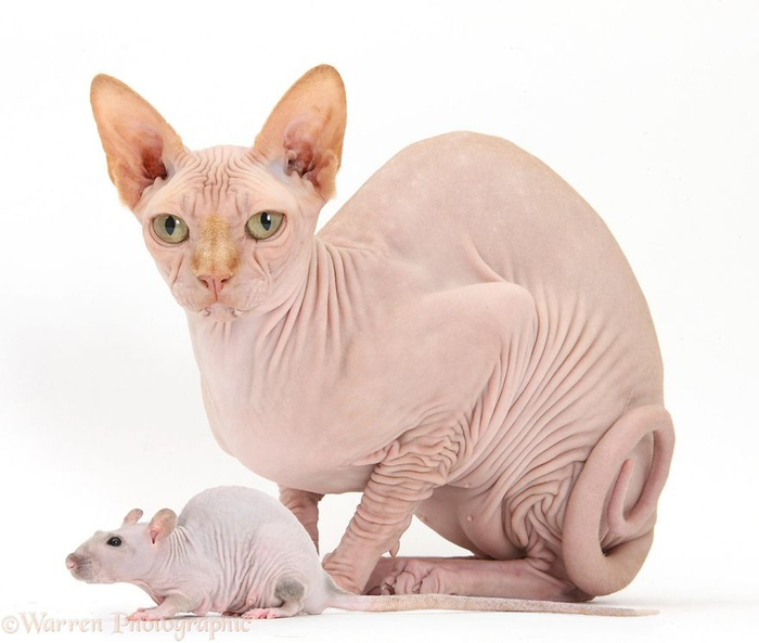 cute-matching-pets-warren-photographic-46-57e935588da34__880 (700x593, 220Kb)