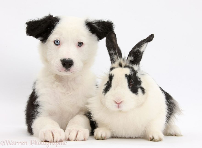 cute-matching-pets-warren-photographic-41-57e9354dbb856__880 (700x513, 175Kb)