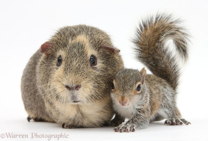 cute-matching-pets-warren-photographic-34-57e9353c7d583__880 (700x475, 240Kb)