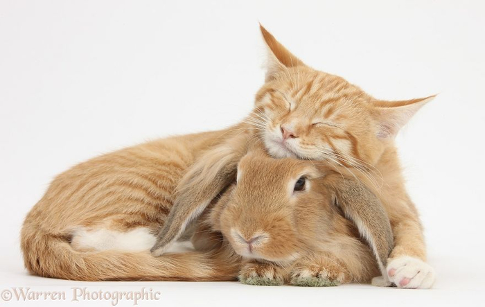 cute-matching-pets-warren-photographic-29-57e9352d79290__880 (700x443, 190Kb)
