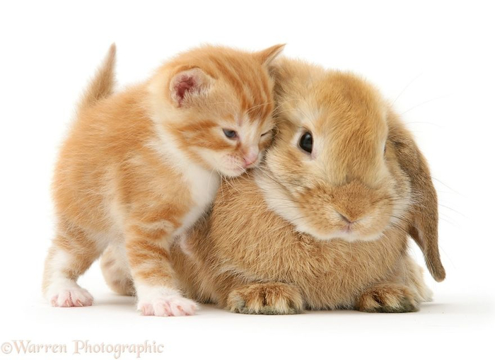 cute-matching-pets-warren-photographic-10-57e934fe311a0__880 (700x509, 230Kb)