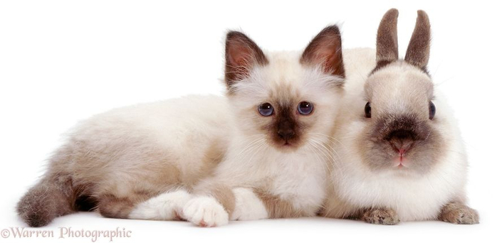 cute-matching-pets-warren-photographic-2-57e934eb07951__880 (700x342, 139Kb)