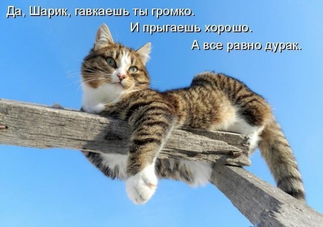 5402287_632vQHVGpQc2640x450 (640x450, 47Kb)