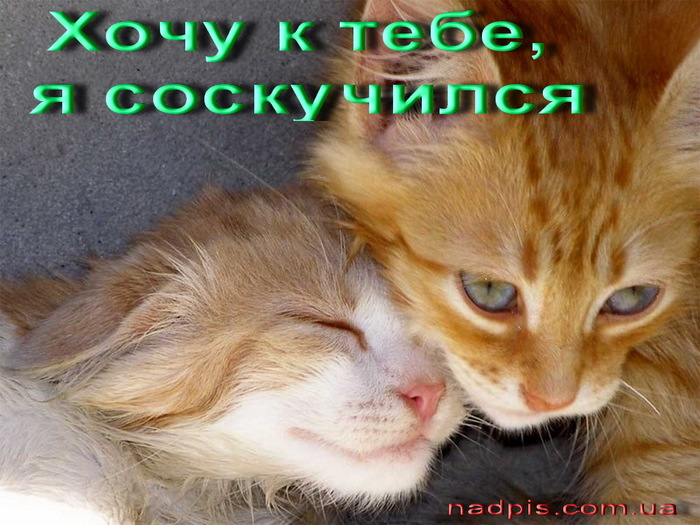 5402287_kak_zhe_ja_hochu_k_tebe_ja_lublu_tebja (700x525, 135Kb)