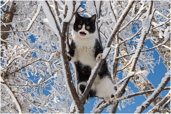 Котоматрица - 4 - Страница 18 151445432_69e3794f3b05a121744f59afe4a