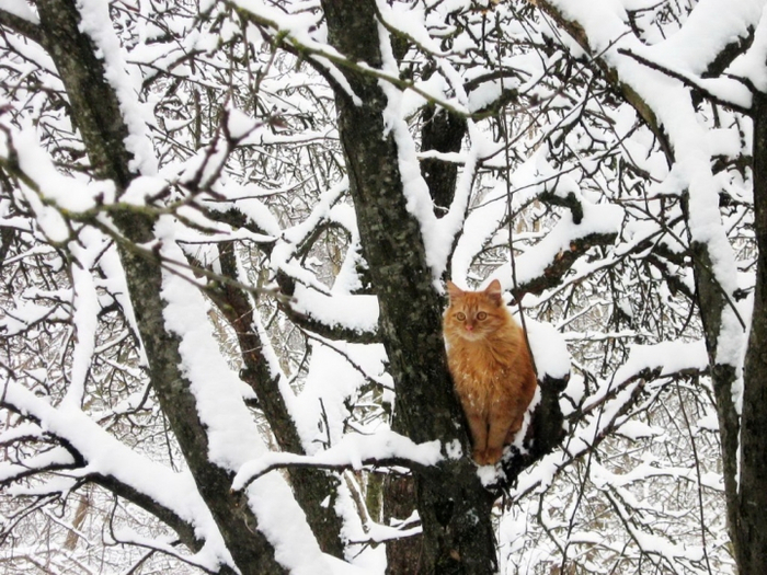 Котоматрица - 4 - Страница 18 151445434_snow2_2