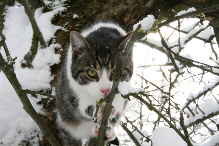 Котоматрица - 4 - Страница 18 151445436_pexelsphoto1101023
