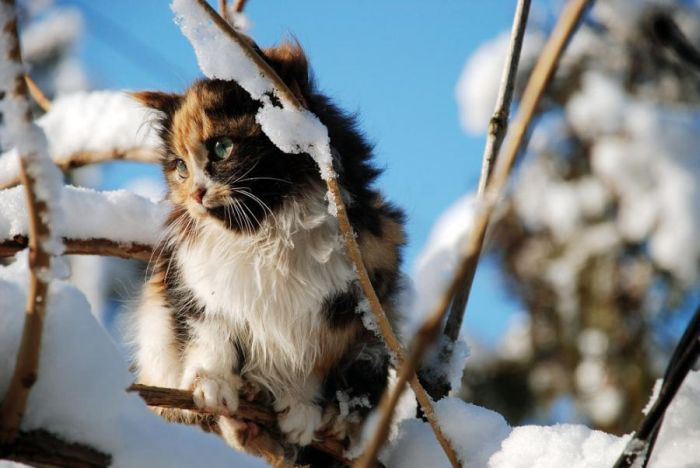 Котоматрица - 4 - Страница 18 151445438_32011_3110ddc0171474ee9209868a49f42956ab2dce34
