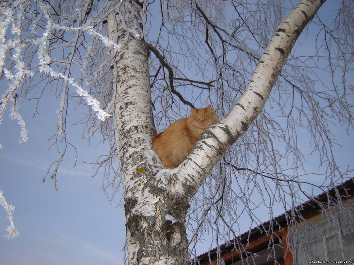 Котоматрица - 4 - Страница 18 151445440_50022064