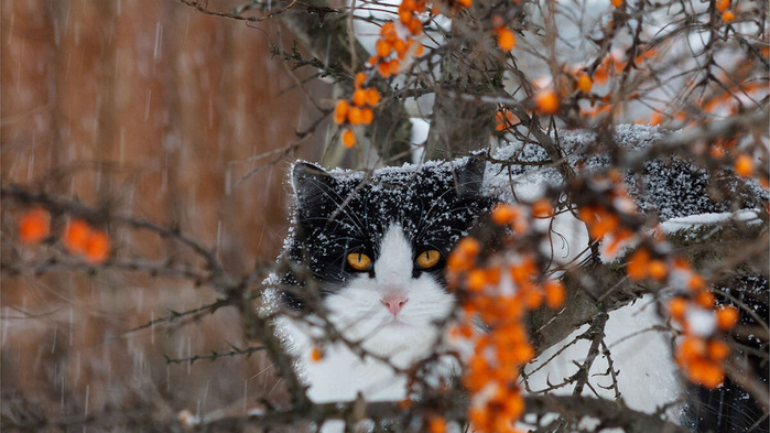 Котоматрица - 4 - Страница 18 151445444_uss3ojqtiosktlreoptq