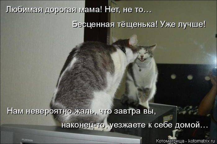 kotomatritsa_2 (700x464, 219Kb)