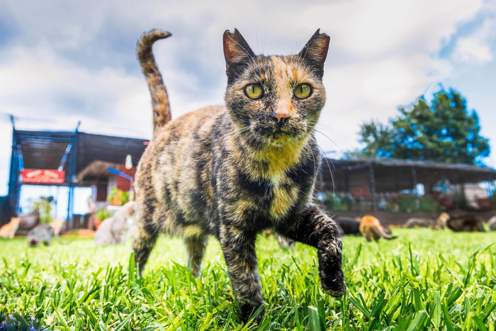 Cats-Paradise-on-the-island-of-Lanai-00 (700x467, 422Kb)
