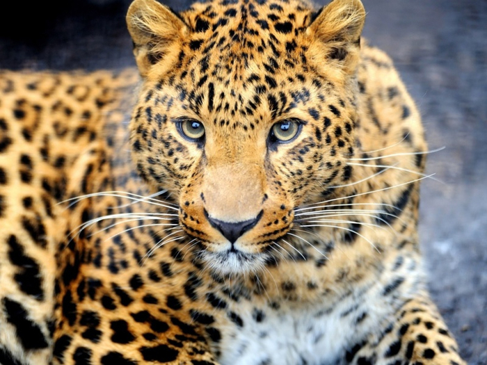Leopard-Predator-800x600 (700x525, 427Kb)