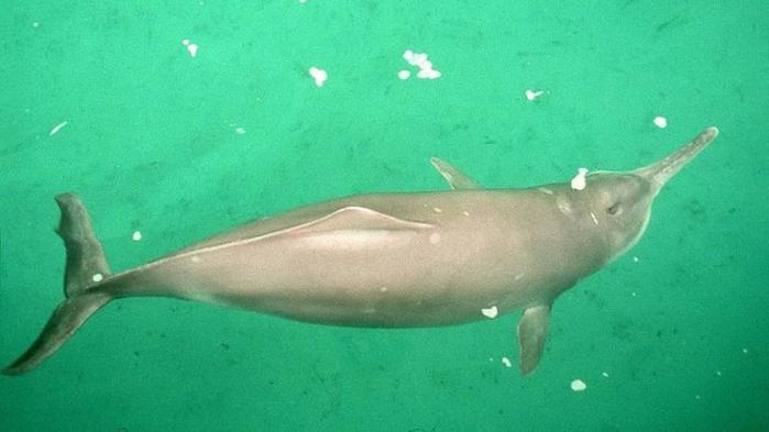 3509984_Delfin (700x393, 29Kb)