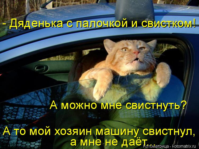 kotomatritsa_- (700x524, 433Kb)