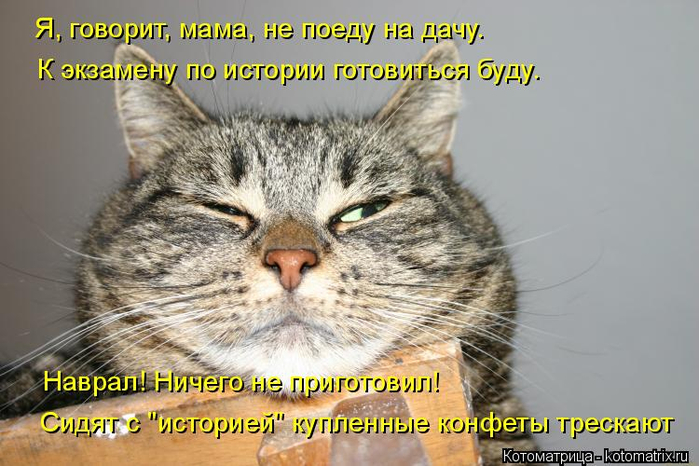 kotomatritsa_8 (700x466, 323Kb)