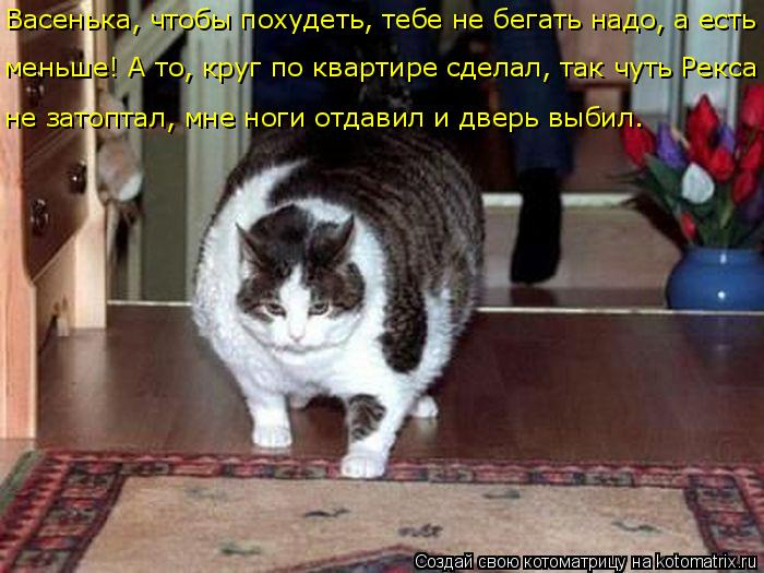 kotomatritsa_m (700x525, 285Kb)