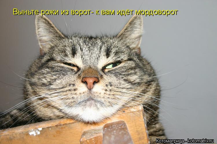 kotomatritsa_u_ (700x466, 268Kb)