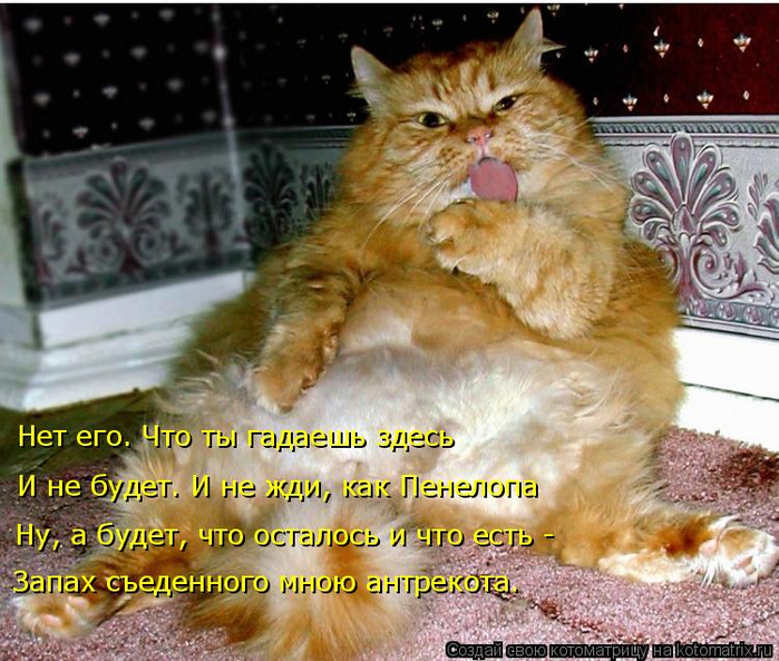 kotomatritsa_ZP (700x593, 469Kb)