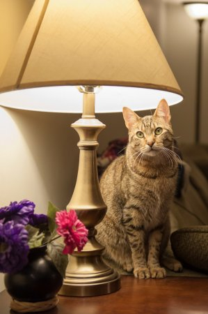 depositphotos_59409147-stock-photo-cat-in-a-lamp (299x450, 88Kb)
