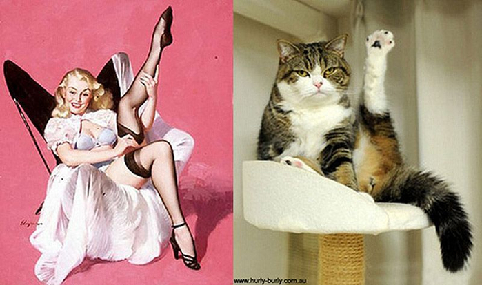 http_ catsthatlooklikepinupgirls.tumblr.com (700x414, 269Kb)