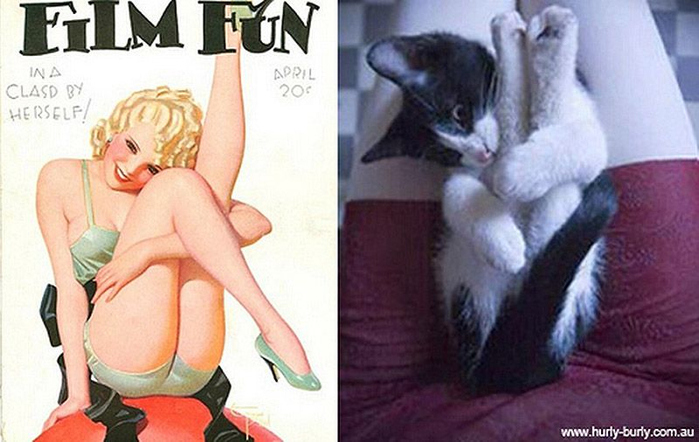 http_ catsthatlooklikepinupgirls.tumblr.com _717494 (700x442, 281Kb)