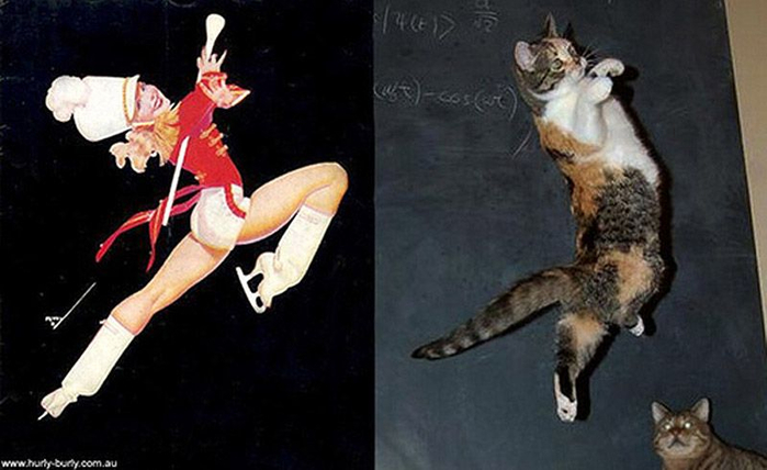 http_ catsthatlooklikepinupgirls.tumblr.com _717500 (700x428, 227Kb)
