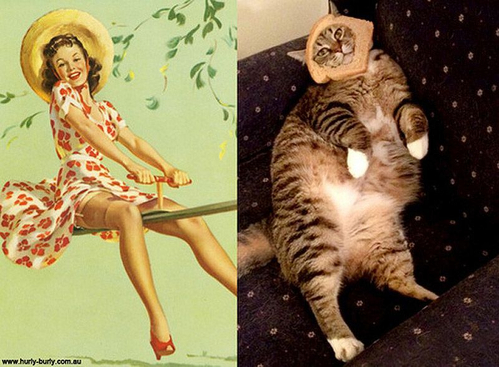 http_ catsthatlooklikepinupgirls.tumblr.com _717506 (700x514, 375Kb)