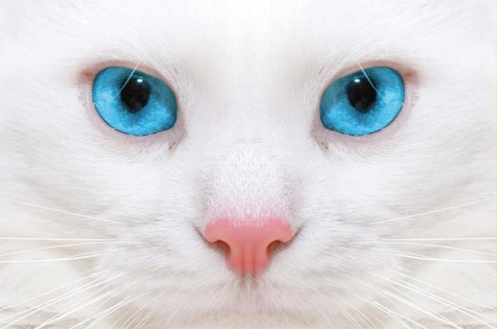 Por-que-los-gatos-blancos-de-ojos-azules-suelen-ser-sordos_0 (700x463, 27Kb)