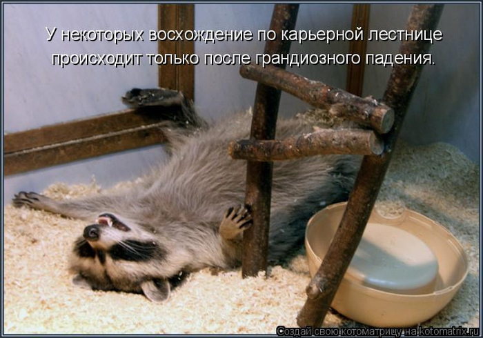 kotomatritsa_e (700x490, 331Kb)