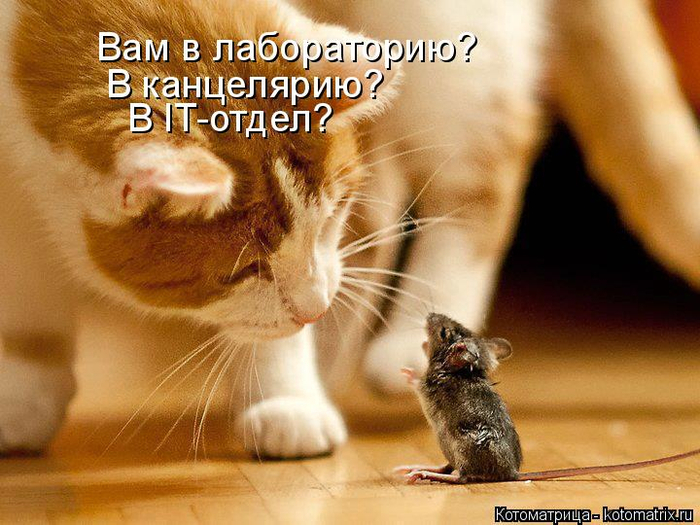 kotomatritsa_K (1) (700x525, 405Kb)