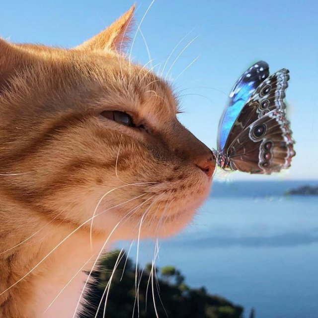 1 (32) (640x640, 237Kb)