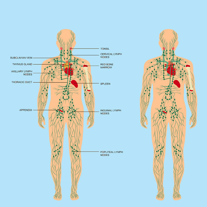3509984_content_limfa (700x700, 99Kb)