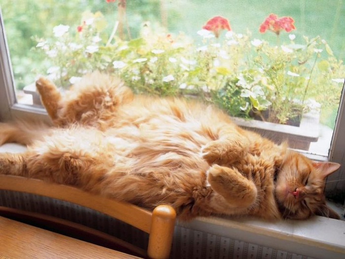 0dc1596f816d53352aa0a17265e80395--lazy-cat-lol (700x525, 358Kb)