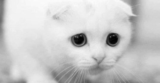 safe_image (540x282, 16Kb)