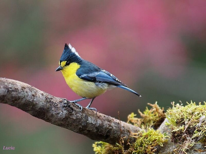beautiful-birds-and-flowers7 (700x523, 298Kb)