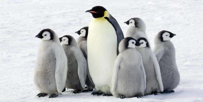 penguins_learn_page (700x350, 152Kb)