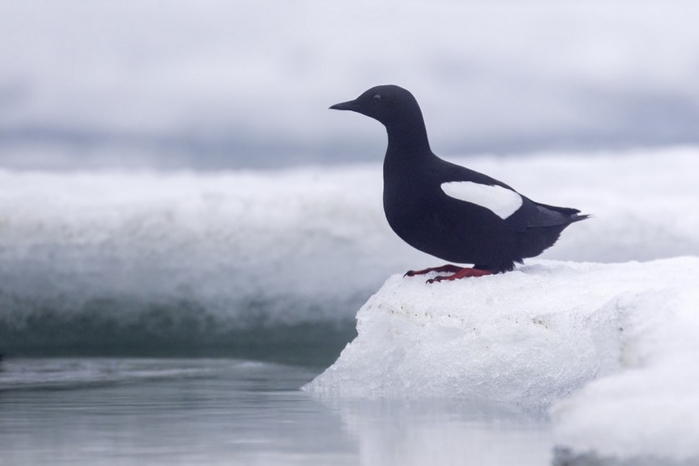 Feathered-wildlife-in-photos-Matthew-Studebaker-04 (700x466, 141Kb)