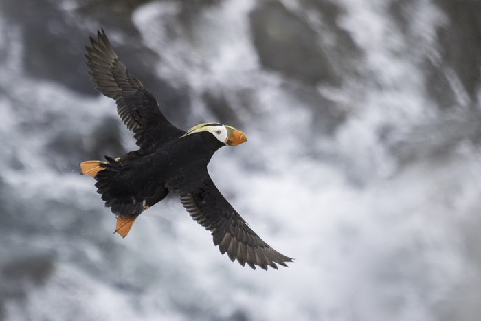 Feathered-wildlife-in-photos-Matthew-Studebaker-08 (700x467, 201Kb)