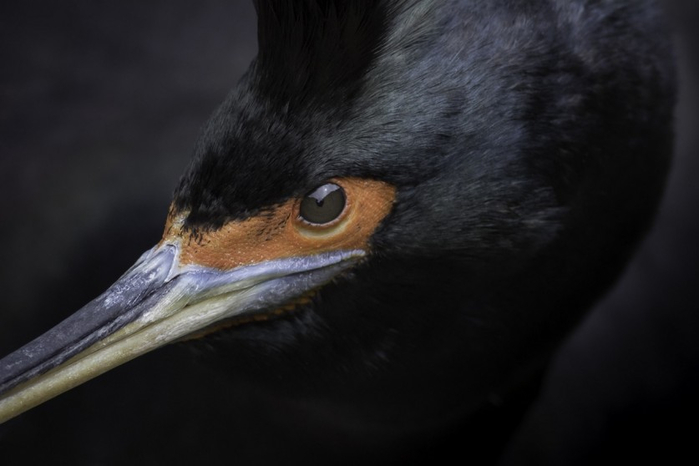 Feathered-wildlife-in-photos-Matthew-Studebaker-12 (700x466, 155Kb)