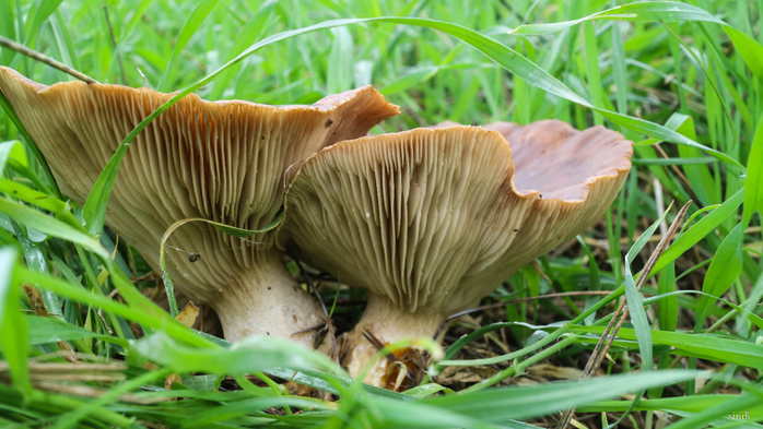 IMG_1706 (700x393, 383Kb)