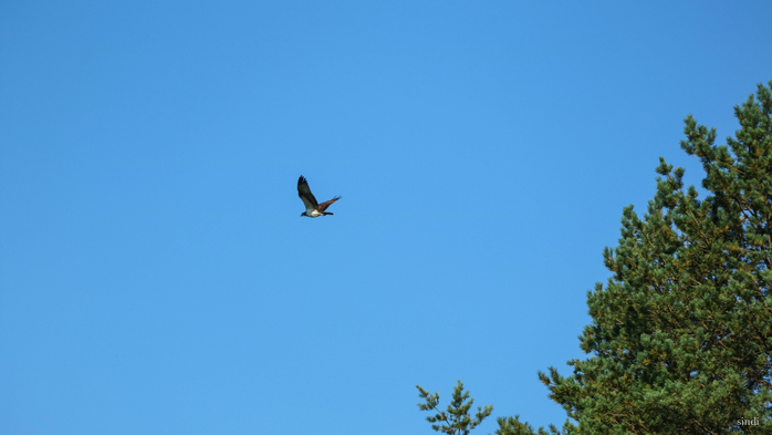 IMG_7248 (700x393, 201Kb)