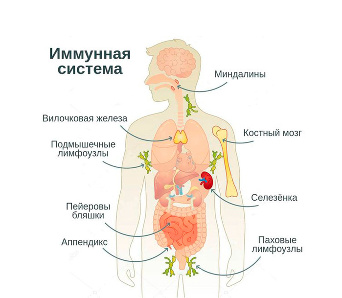 2835299_Sredstva_narodnoi_medicini_ykreplyaushie_immynitet (700x609, 170Kb)